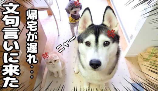 こっそりお出かけしたら猫と犬達にニャーニャー文句言われ怒られました...汗