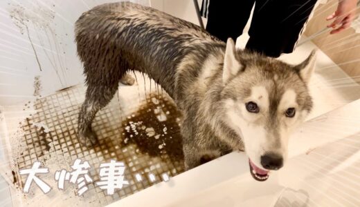 【大惨事】泥水をたっぷり吸収したハスキー犬を洗ったら風呂場が地獄絵図www