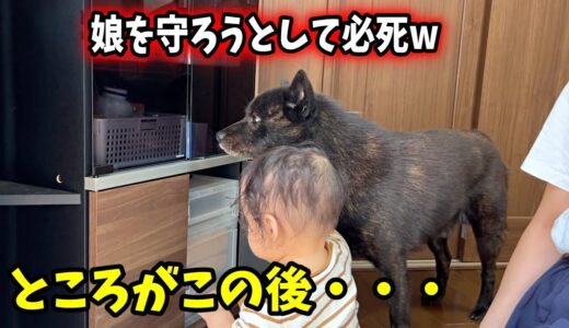 愛犬の行動が完全に保護者目線で笑いましたw【親の心子知らず】