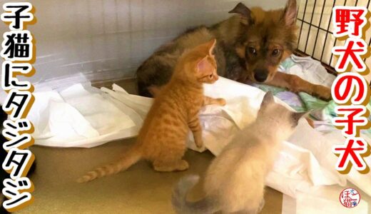 【子犬　保護犬　子猫】群れからはぐれた野犬の子犬 　子猫達にたじろぐ