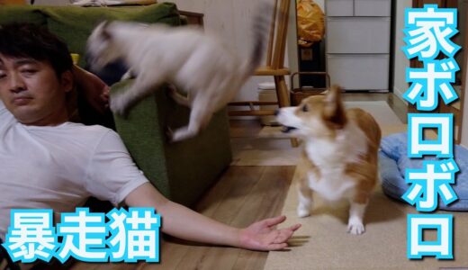 暴れまわる後輩猫に戸惑いを隠せないコーギー犬