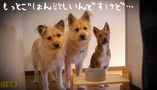 牧場に捨てられてた犬との生活51日目じーっと見つめられています…