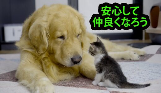 数分で子猫と仲良くできたゴールデンレトリバー犬の秘密がこちらです。