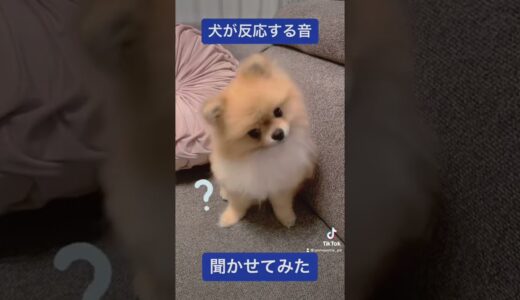 犬が反応する音を聞かせてみた　#shorts #dog #犬