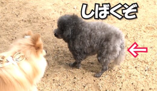 犬に吠えられた衝撃で○○が出ちゃった犬（涙）