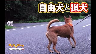 【猟犬】エース猟犬と一緒に山奥の「自由犬」を訪ねてみた。