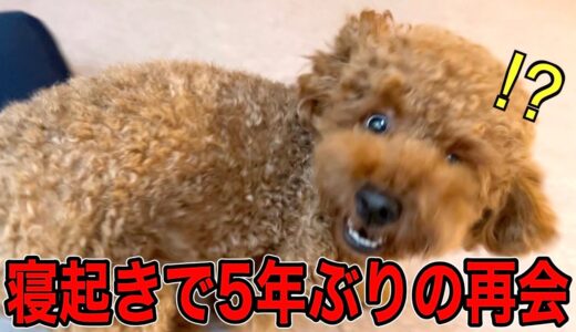 起きた瞬間、飼い主と5年ぶりに再会した犬。【トイプードル】