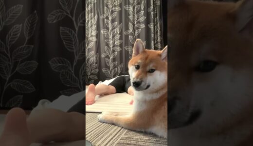 飼い主が突然倒れたら…犬の反応が可愛い#柴犬の日常