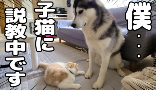 一緒に寝てた子猫が夜中にこっそり抜け出し激怒したハスキー犬...笑