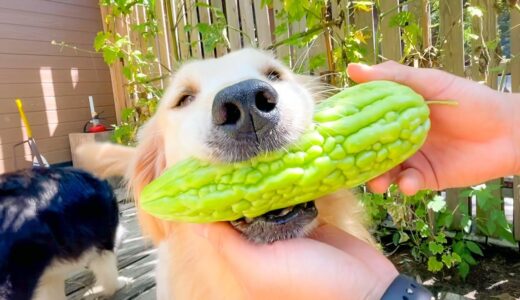 ゴーヤが苦いと知らない犬の、盛大な一口目ww Do dogs like bitter gourd