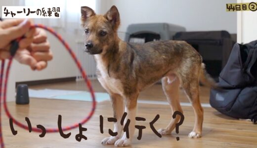 チャーリーおさんぽ一緒に行く？牧場に捨てられてた犬との生活44日目②