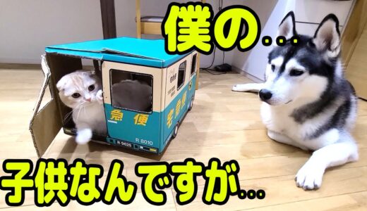 育てた子猫に構ってもらえず拗ねちゃったハスキー犬…