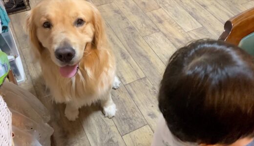 大型犬と子供のいる騒がしい我が家　が、静寂に包まれた…【ゴールデンレトリバー】