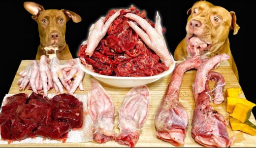 最強な犬ピットブルが生肉やウサギの耳を豪快に飲み干す【閲覧注意ASMR】