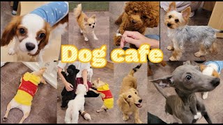 犬カフェに行って色んな犬種のワンちゃんと遊んで楽しんできました