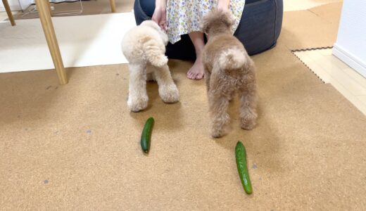 犬の後ろにキュウリを置いてみたらこうなりました【トイプードル】