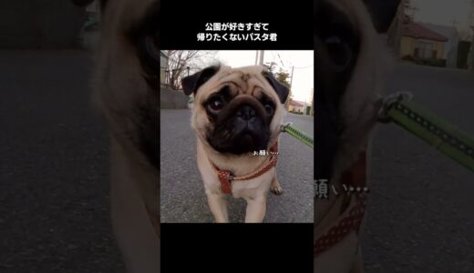 絶対に動かない犬、最終的には…