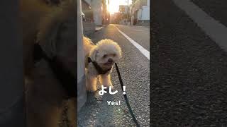 大事な事を教えてくれる犬 【関西弁でしゃべる犬】#278   A dog that teaches you important things 【Dog talking 】 #shorts