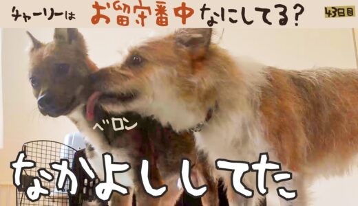 犬はお留守番中何してる？ 牧場に捨てられてた犬との生活43日目