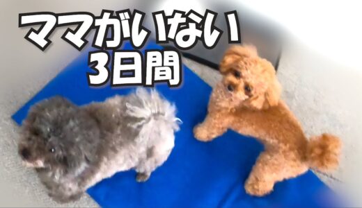 【ママ不在】動揺するパパと犬だけの3日間