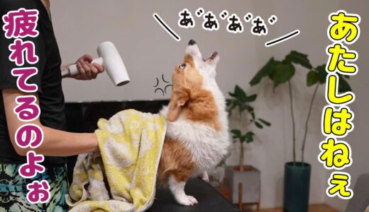 大人しくしてた愛犬が突然キレました...！