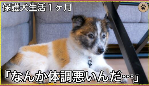 保護犬を飼う前にしておくべき３つの覚悟