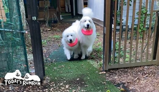 犬舎から開放されるとお母さんに駆け寄るルンルンとアランです　Great Pyrenees　グレートピレニーズ