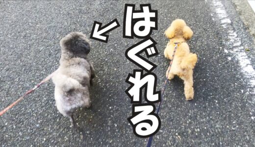 散歩中に兄犬とはぐれた時の弟犬の様子が泣けました…