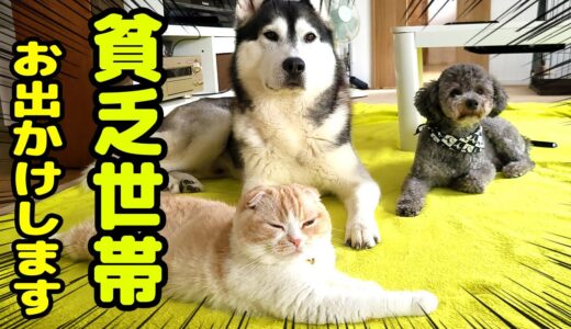 犬と猫の田舎の貧乏世帯が月イチのお出かけします...