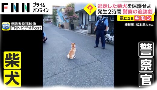 逃走した柴犬を保護せよ　発生2時間 警察の追跡劇