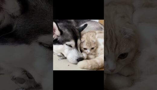 ハスキー犬に育てられた子猫は犬に甘える...#shorts