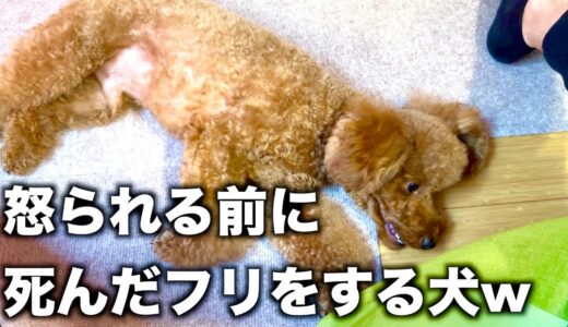 悪いことして、死んだフリをする犬の迫真の演技がこちら【トイプードル】