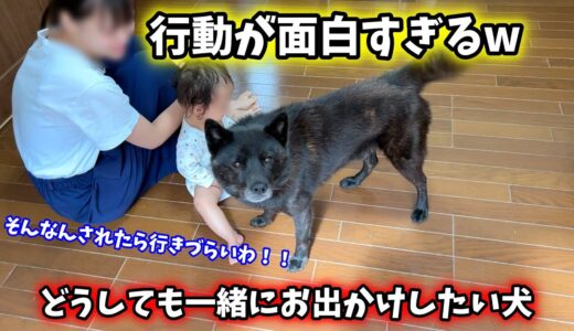 お留守番は嫌！どうしても一緒にお出掛けしたい犬の行動が・・・笑