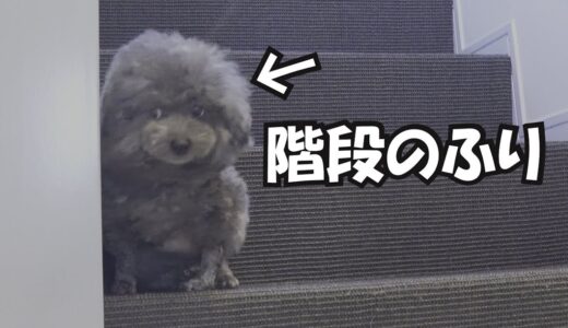 そうじ中に掃除機が怖い犬を観察したら面白かった