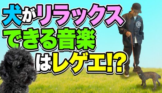 犬がリラックスできる音楽はレゲエ！