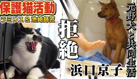 【保護犬・保護猫】人との距離がわからない。。。浜口京子さんとラミレスさんがとった行動は？師匠サンシャイン池崎さんのアドバイスは？【元野犬の「糸」と多島飼育崩壊で保護された「ハナコ」】