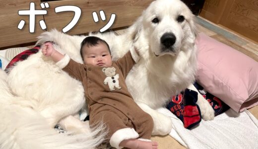 【赤ちゃん犬】生後4ヶ月の妹と遊び疲れて寝落ちしちゃう超大型犬が可愛い｜グレートピレニーズ