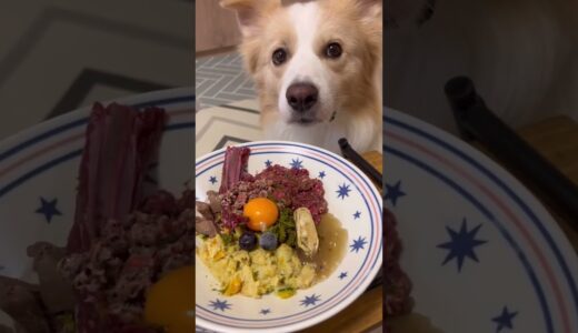 右左どっち？犬が選んだ食材でご飯が決まる!!【ボーダーコリー】#shorts