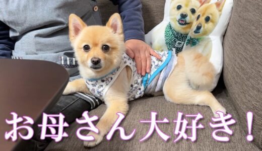 犬が苦手だった母親と愛犬がこんなに仲良くなりました…笑