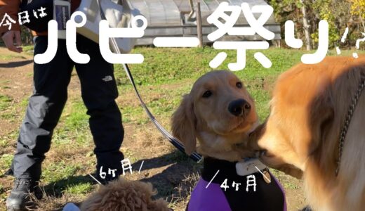 可愛いパピーが続々！秋のドッグラン！他犬種6パピー♪