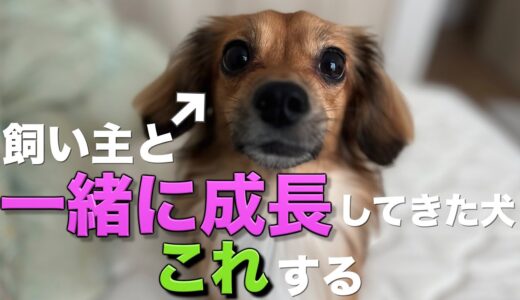 飼い主と一緒に成長してきた犬だけがこの行動を見せます。