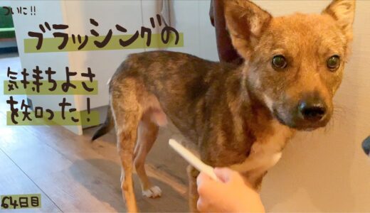 すごい！今度はブラッシングして！と寄ってきてくれました 牧場に捨てられてた犬との生活64日目