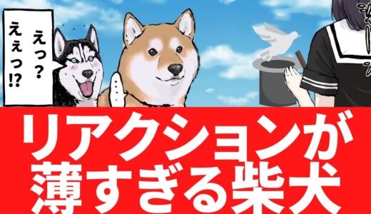 リアクションに違いがありすぎる柴犬と洋犬【アニメ】【漫画】【世界の終わりに柴犬と】