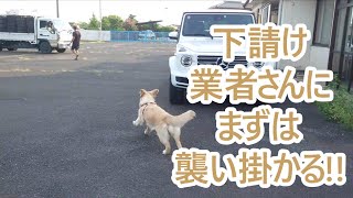 まずは下請け業者さんに襲い掛かる大型犬！ゴールデンレトリバーティト。goldenretriever