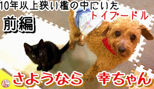 【子犬　保護犬　子猫】10年以上狭い檻の中にいたトイプードル　さようなら幸ちゃん　前編