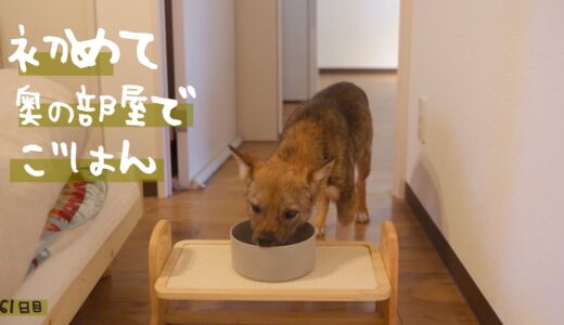 奥の部屋になれて欲しい大作戦！牧場に捨てられてた犬との生活61日目