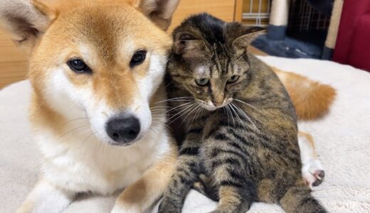 犬の帰宅を待ちわびた猫の行動が可愛すぎました…