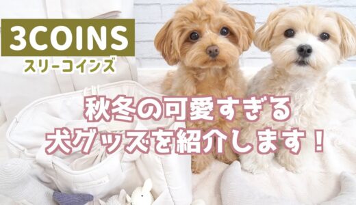 【3COINS新作】スリーコインズの秋冬の新作！犬グッズが最強に可愛すぎた！【犬グッズ】