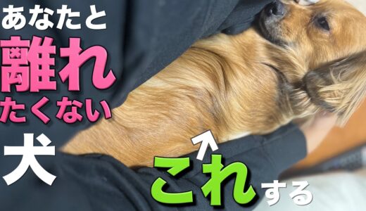 犬は離れたくない時にこの行動をする。