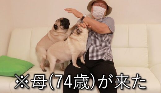 【一人暮らし】犬を飼って結婚願望を失った30代の家に母が来たらこうなった